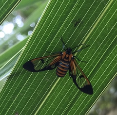 Gymnelia ethodaea