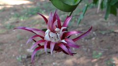 Selenicereus anthonyanus