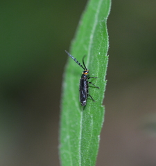Tytthonyx erythrocephala