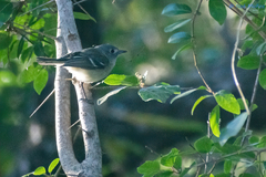 Vireo huttoni
