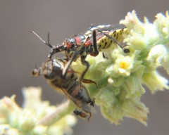 Apiomerus flaviventris