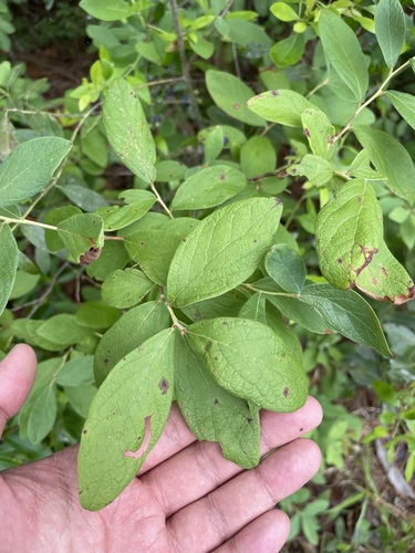 Image of Gaylussacia tomentosa by (c) Brandon Corder, some rights reserved (CC BY)