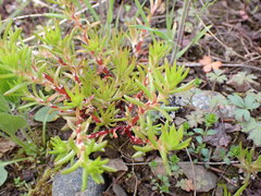 Sedum stenopetalum