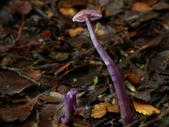 Laccaria masoniae