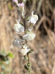 Sairocarpus coulterianus
