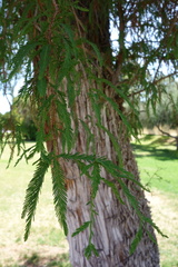 Taxodium mucronatum