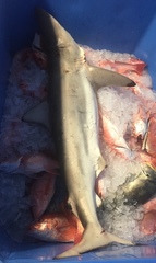 Carcharhinus brevipinna