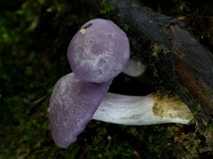 Hygrocybe reesiae