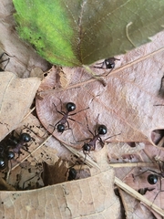 Polyrhachis lamellidens