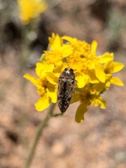 Acmaeodera hepburnii