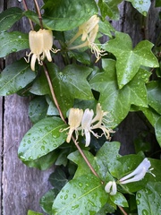 Lonicera japonica