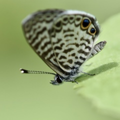 Leptotes cassius theonus
