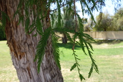 Taxodium mucronatum