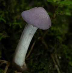 Hygrocybe reesiae