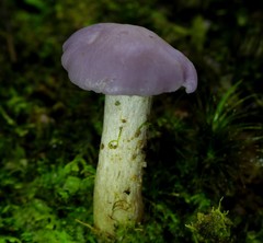 Hygrocybe reesiae