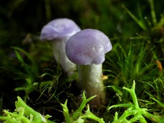 Hygrocybe reesiae