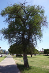 Taxodium mucronatum