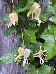 Lonicera japonica