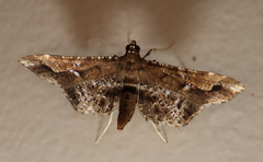 Merodictya marmorata