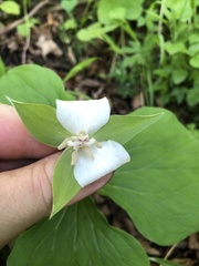 Trillium flexipes