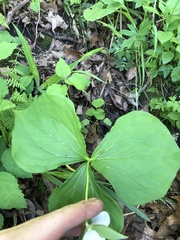 Trillium flexipes