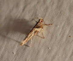 Anatrachyntis rileyi