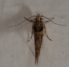 Anatrachyntis rileyi