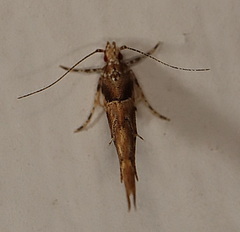 Anatrachyntis rileyi