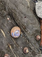 Calliostoma ligatum