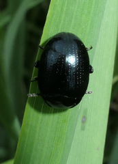 Chrysolina oricalcia