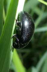 Chrysolina oricalcia