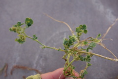 Medicago polymorpha