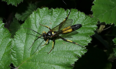 Ichneumon stramentor
