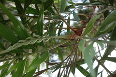 Grevillea robusta