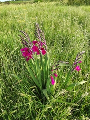 Gladiolus communis byzantinus