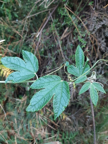 Image of Passiflora pinnatistipula by (c) Kate Marshall, some rights reserved (CC BY)