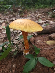 Amanita hemibapha