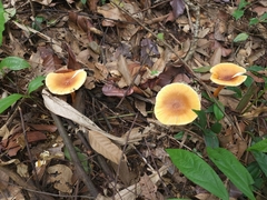 Amanita hemibapha