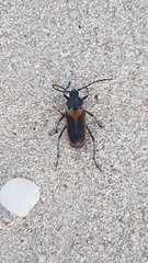 Metaleptus angulatus