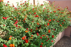 Lantana