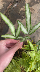 Pteris cretica