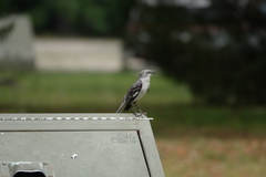 Mimus polyglottos image