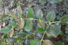 Carissa macrocarpa