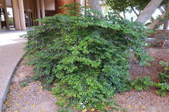 Carissa macrocarpa