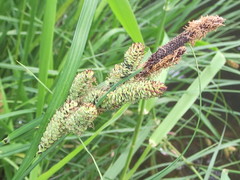 Carex nudata