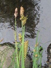 Carex nudata