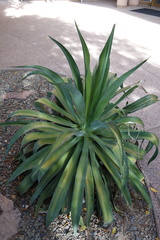 Agave