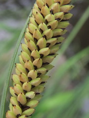 Carex nudata