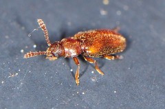 Cryptophagidae