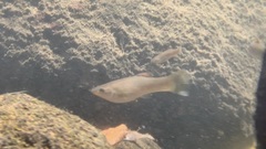 Poecilia salvatoris